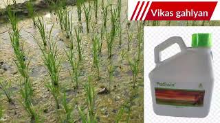 Adama padiwix herbicide  Padiwix herbicide  Pretilachlor 37 EC [upl. by Rysler]