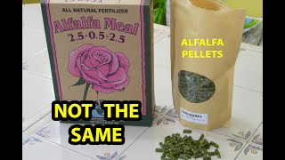 ALFALFA Pellets For Organic Fertilizer REAL TRUTH Reveal [upl. by Maiah]