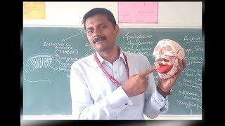 Tongue Muscles [upl. by Annayar]