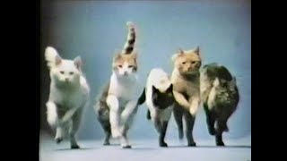 Classic commercial for Little Friskies cat food [upl. by Nesline]