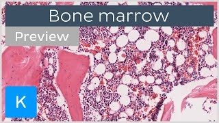 Bone marrow location and labeled histology preview  Kenhub [upl. by Lodie]