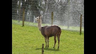 Bucklebury Farm Park Bucklebury Berkshire UK [upl. by Rogergcam522]