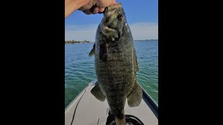 Chaumont Bay BIG Smallies [upl. by Idalina]