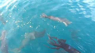 RARE HUMBOLDT SQUID FOOTAGE [upl. by Hnao]