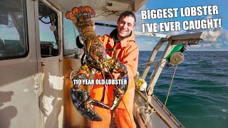 MASSIVE Maine Lobster 100 years old [upl. by Al]