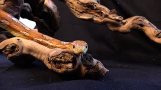 Portrait du Pantherophis guttatus Serpent des blés [upl. by Small]