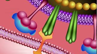 Neuraminidase Inhibitors Mechanism of Action [upl. by Baker]