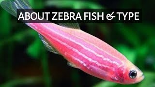 About Zebra Fish amp Type In Tamil  SK Aqua  SK Aquatic [upl. by Cirdor]