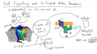 Overview of G Protein Coupled Receptors GPCR for Cell Signaling Pathways [upl. by Ahsatniuq444]