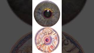 Through the Lens of Iridology  Malabsorption iridology [upl. by Ennaj]