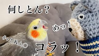 新入りのクマさんに「めっ！」何かを激しく訴えるオカメインコこはくさん [upl. by Kistner]