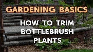 How to Trim Bottlebrush Plants [upl. by Coke]