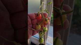 90 Dias Tomate Cereja em 1 Litro de Substrato [upl. by Kentigera]