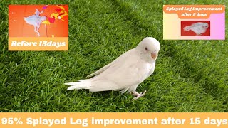 95 Improvement in Splayed Legs budgies baby problem within 15 days [upl. by Drucie419]