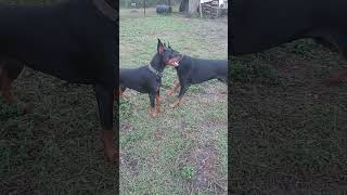 Easily distracted 😂😂😂 dobermans [upl. by Devine148]