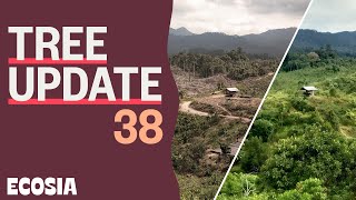 This is what happened to forest 2 years after in Indonesia  Tree Update 38 [upl. by Nerok819]