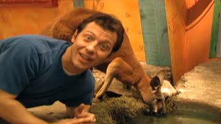 Zoboomafoo with the Kratt Brothers KANGAROO  Full Episodes Compilation [upl. by Ttennaej]