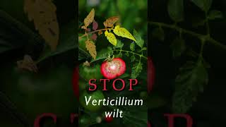 Kill Destroy Combat Prevent Fix Verticillium Wilt Shorts [upl. by Nepets]