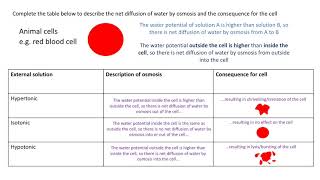 Osmosis revision part 2 Osmosis in cells [upl. by Eliezer]