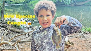 Spotted Sunfish or Roanoke Bass fishing breamfishing riverfishing [upl. by Lakym292]