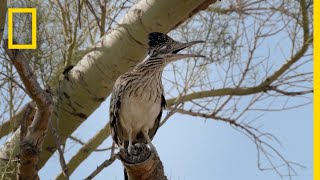 Snake vs Roadrunner Faceoff  National Geographic [upl. by Secnarf]