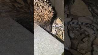 Hedgehog coming in my garden [upl. by Thorlay]