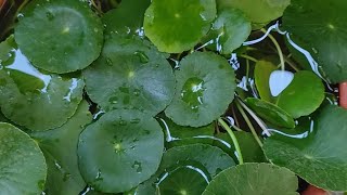 Hydrocotyle verticillate water pennywort [upl. by Ajit]