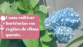 Como cultivar Hortências em regiões de clima quente589 [upl. by Nosemaj]