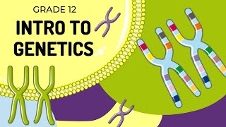 EASY TO UNDERSTAND  INTRO TO GENETICS [upl. by Atiner]