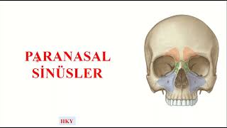 2 Paranasal Sinusler [upl. by Asiole]