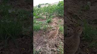 grey Francolin Bird calling partridgehunting voice [upl. by Anissa]