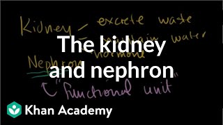 The kidney and nephron  Renal system physiology  NCLEXRN  Khan Academy [upl. by Aissac]