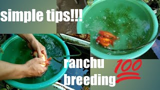 5mintutorial how to breed ranchuranchubreedingranchubreeding [upl. by Tennek350]