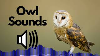 Owl Sound Effects hooting  No Copyright [upl. by Nnanaej]