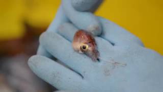 Mesopelagic trawl from the RV Tangaroa [upl. by Jany]