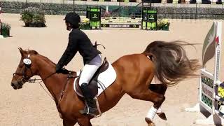 American Saddlebred the Horse for Eventing [upl. by Nuriel]