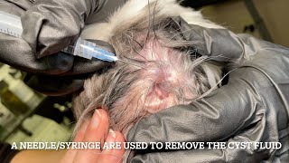 12a 02 Dogs Ear Cyst Draining Procedure [upl. by Pearla248]