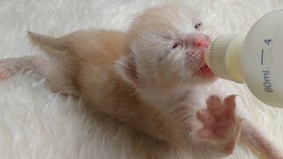 Newborn Rescue Kittens May Have Health Issues  Havent Poop Since His Arrival [upl. by Horgan]