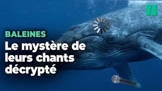 Les mystérieux chants des baleines ont enfin été décryptés [upl. by Zurn]