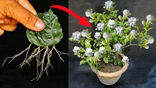 How To Grow Mogra Jasmine Leaves And Propagate Jasmine Plant Cutting 🌼 [upl. by Kaela]