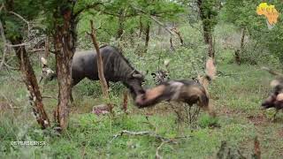 Wildebeest fighting for his life vs a pack of wild dogs [upl. by Namilus]