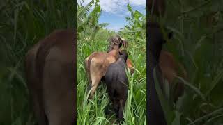 Adventures in Panicum Maximum Mumbasa Grass in bananas with cattle Zambia [upl. by Aydidey336]