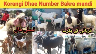 Korangi Dhae Number Bakra mandi Karachi Rate Update 28Apr2024 [upl. by Ahsiadal]