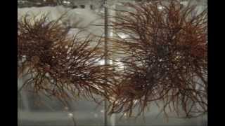 IV Seaweed Culture in New England Gracilaria Part 4 of 6 [upl. by Ainala]