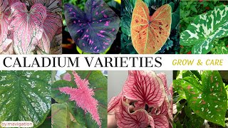 Caladium Plant Varieties Names plus Grow and Care Tips Heart of Jesus GabiGabi Angels Wings [upl. by Arrik]