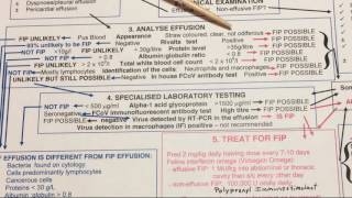 Does my cat have wet FIP Dr Addie diagnosis chart [upl. by Lunetta212]