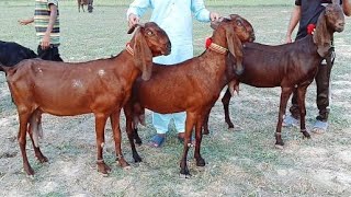 Mashallah Bital Bacho wali Bakrian 03126531165 Altaf goat farm [upl. by Aym]