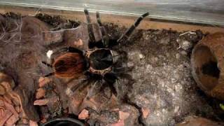 Brachypelma vagans [upl. by Elatan]