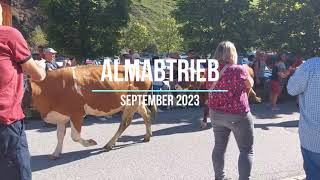 Almabtrieb September 2023 [upl. by Otsirave]