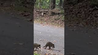 Baby raccoons at Pinson Mounds Park Tennessee [upl. by Rhpotsirhc]